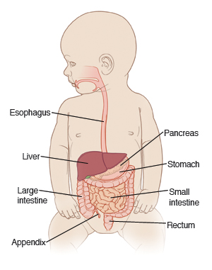 Illustration of an infant showing digestive system, including esophagus, liver, stomach, and large and small intestine.