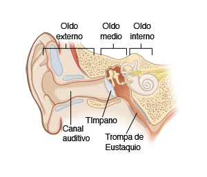 Imagen donde se observa un corte transversal del oído interno, medio y externo, incluido el conducto auditivo externo, el tímpano y la trompa de Eustaquio.