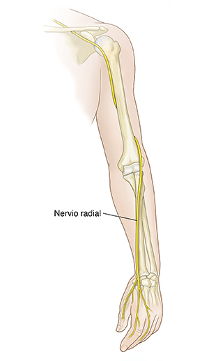 Vista frontal de un brazo donde se pueden observar los huesos y el nervio radial.