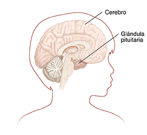 Vista lateral de la cabeza de un niño donde se observa un corte transversal del cerebro y la hipófisis.