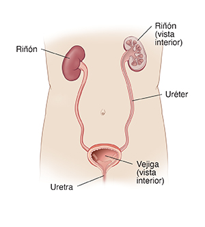 Vista frontal del cuerpo donde se muestran los riñones, los uréteres y la vejiga. Corte transversal donde se muestra un riñón y la vejiga.